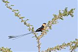 Shaft-tailed Whydahborder=